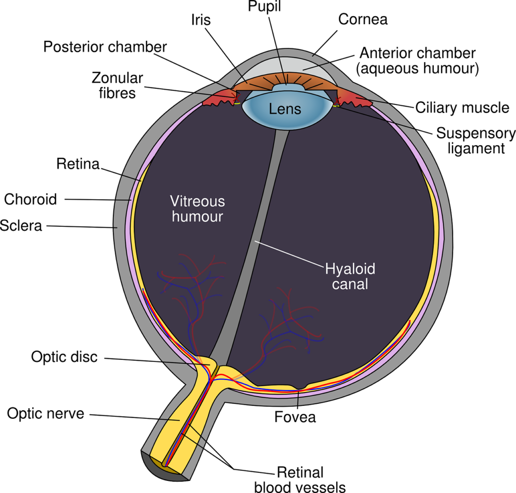 Anatomia occhio